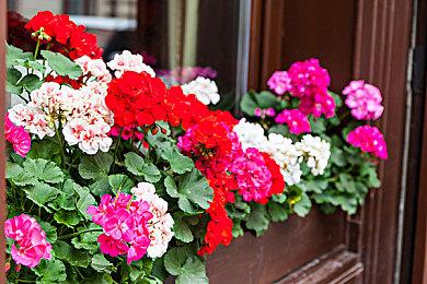 未达预期 EA或将中止对《狂野之心》的支持